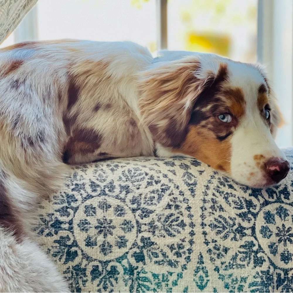 Meet your Posher, Brodie Sky🐾 - Picture 10 of 13